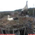 15_10-nest.jpg
