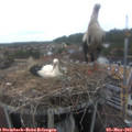 15_15-nest.jpg