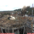 15_20-nest.jpg