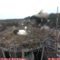 15_25-nest.jpg