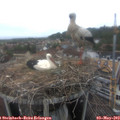 15_30-nest.jpg