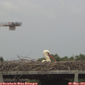 15_35-mast.jpg