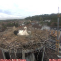 15_40-nest.jpg