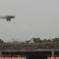 15_45-mast.jpg