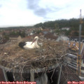 15_50-nest.jpg