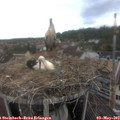 15_55-nest.jpg