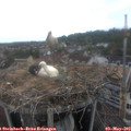 16_05-nest.jpg