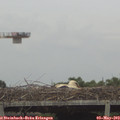 16_15-mast.jpg
