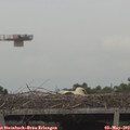 16_20-mast.jpg