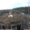 16_25-nest.jpg