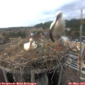 16_30-nest.jpg