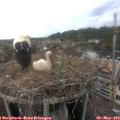 16_35-nest.jpg