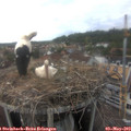 16_40-nest.jpg