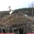 16_45-nest.jpg