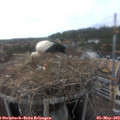 16_50-nest.jpg