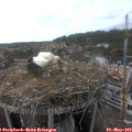 16_55-nest.jpg