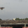 17_00-mast.jpg