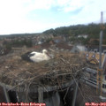 17_00-nest.jpg