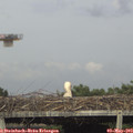 17_05-mast.jpg