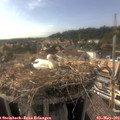 17_10-nest.jpg