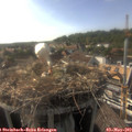 17_25-nest.jpg