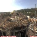 17_35-nest.jpg