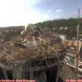 17_40-nest.jpg