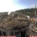 17_50-nest.jpg