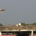 17_55-mast.jpg
