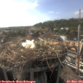 17_55-nest.jpg