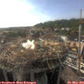 18_00-nest.jpg