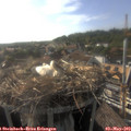 18_05-nest.jpg