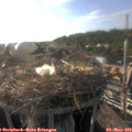 18_15-nest.jpg
