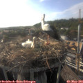 18_20-nest.jpg