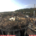 18_25-nest.jpg