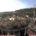 18_35-nest.jpg