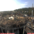 18_40-nest.jpg