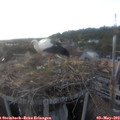 18_45-nest.jpg