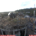 18_50-nest.jpg