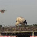 19_00-mast.jpg