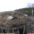 19_05-nest.jpg