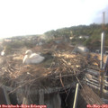 19_10-nest.jpg