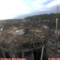 19_20-nest.jpg