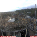 19_25-nest.jpg