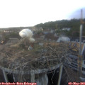 19_35-nest.jpg