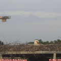 19_50-mast.jpg