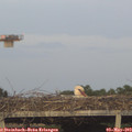 19_55-mast.jpg