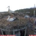 20_00-nest.jpg