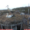 20_05-nest.jpg