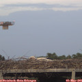 20_10-mast.jpg